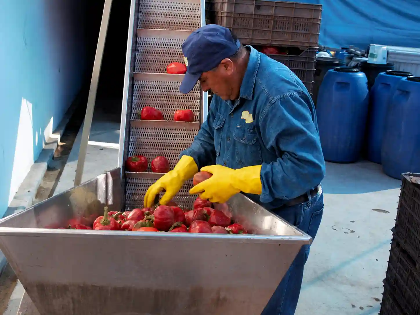 Agroindustria y alimentos de Mercosur con foco en compradores internacionales, trazabilidad, certificaciones, importadores, distribuidores, búsqueda e IA